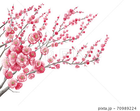 梅の花の水彩イラスト素材背景白のイラスト素材