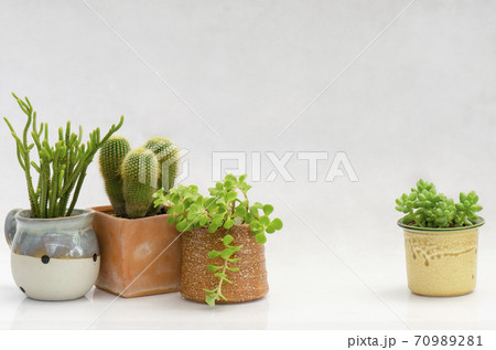 Mix of cactus and succulent plant pot on white background  70989281