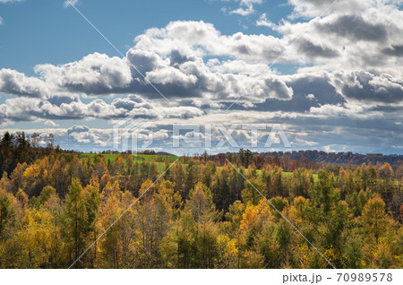 10月美瑛の紅葉風景 10月美瑛の紅葉風景 70989578
