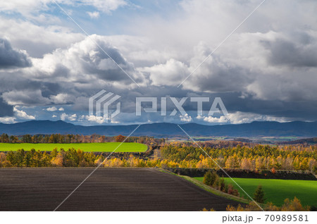 10月美瑛の紅葉風景 10月美瑛の紅葉風景 70989581