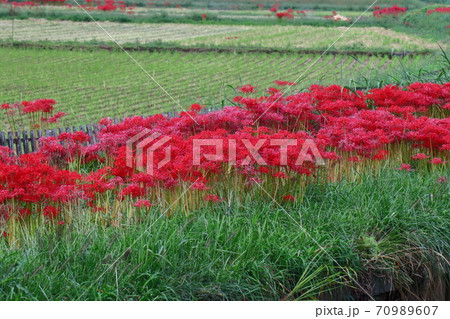 情熱の花 情熱の花 70989607