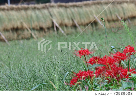 情熱の花 70989608