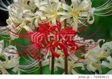 情熱の花 70989615