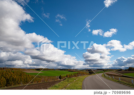 10月美瑛の落葉松の色づく風景 10月美瑛の落葉松の色づく風景 70989696