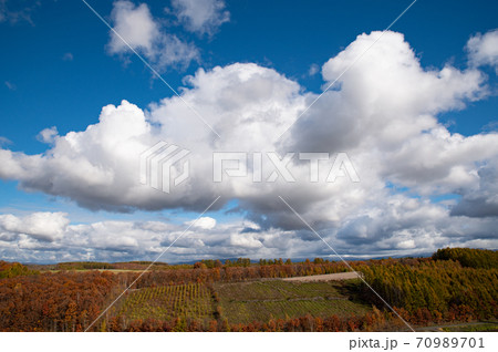 10月美瑛の落葉松の色づく頃の素敵な空 10月美瑛の落葉松の色づく頃の素敵な空 70989701