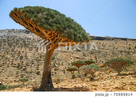 イエメン ソコトラ島の竜血樹の森の写真素材