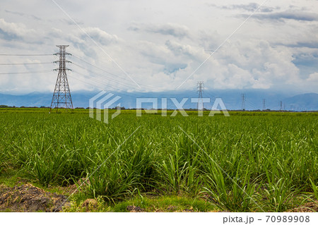 Electrical network and sugar cane field at Valle del Cauca region in Colombia 70989908