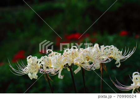 情熱の花 情熱の花 70990024