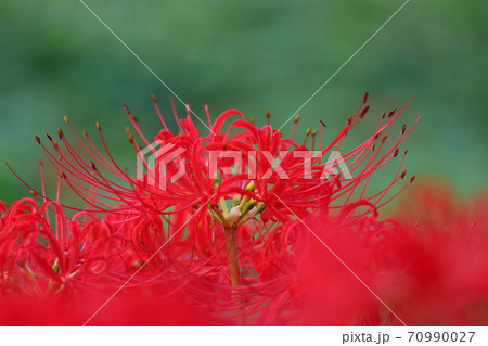 情熱の花 70990027