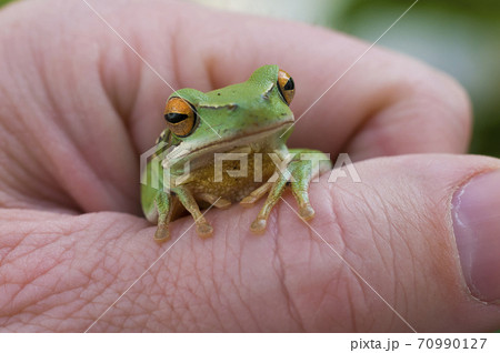 Frog, La Pampa, Argentina Frog, La Pampa, Argentina 70990127