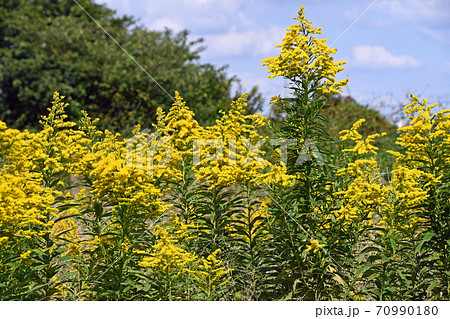 セイタカアワダチソウ（背高泡立草） 70990180