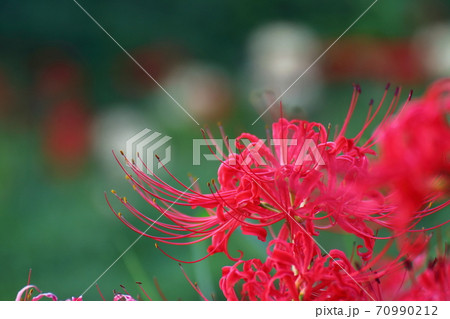 情熱の花 70990212