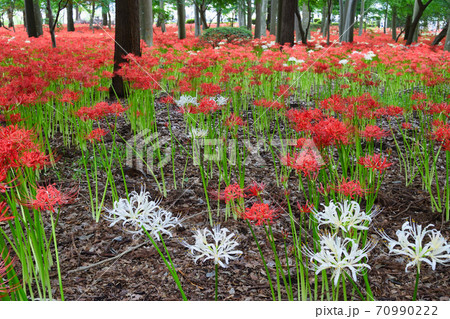 祖光院の白と赤の彼岸花（千葉県松戸市） 70990222