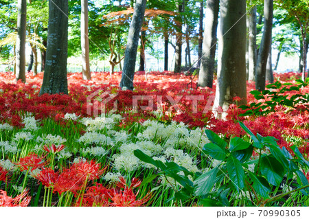 祖光院の満開の彼岸花（千葉県松戸市） 70990305