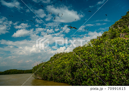 Pelicans and gulls in the mangroves in Celestun National Park. Mexico. Pelicans and gulls in the mangroves in Celestun National Park. Mexico. 70991615