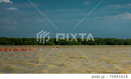 A variety of pink flamingos in Celestun National Park. Mexico. 70991618