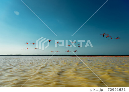 A variety of pink flamingos in Celestun National Park. Mexico. 70991621