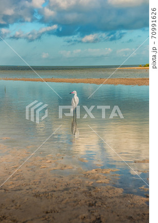 A small white heron is standing in the lagoon. Egretta garzetta. 70991626