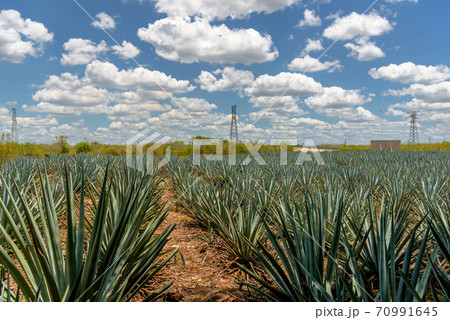 The field of agave planted for the manufacture of tequila. Mexico, Quintano Roo. The field of agave planted for the manufacture of tequila. Mexico, Quintano Roo. 70991645
