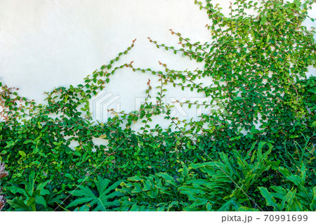 White wall overgrown with ivy and plants on a white wall 70991699