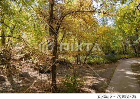 Beautiful fall color around West Fork hiking area 70992708