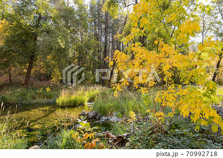 Beautiful fall color around Cave Springs Campground Beautiful fall color around Cave Springs Campground 70992718