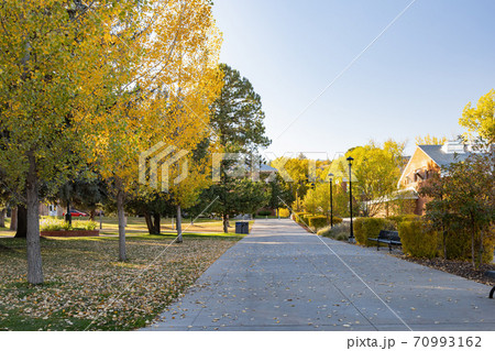 Beautiful fall color around the campus of Northern Arizona University 70993162