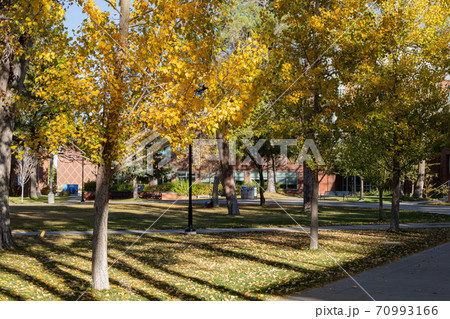 Beautiful fall color around the campus of Northern Arizona University 70993166