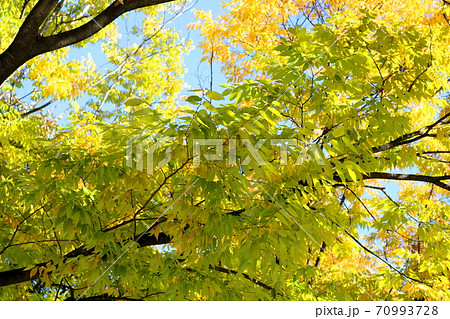 ケヤキ 木 植物 70993728