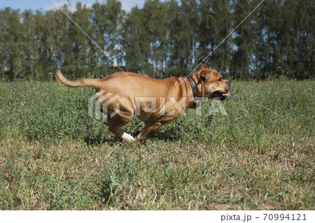 Cadebo dog racing in the summer on nature 70994121