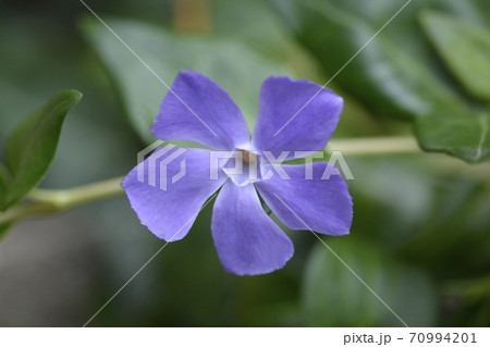 Lesser Periwinkle Lesser Periwinkle 70994201