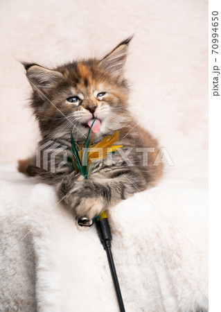 cute calico maine coon kitten playing with feather toy 70994650