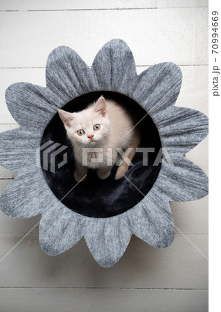 cute british shorthair kitten in flower pet bed cute british shorthair kitten in flower pet bed 70994669