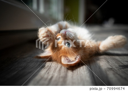 playful red kitten rolling in sunlight playful red kitten rolling in sunlight 70994674