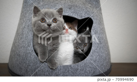 curious group of kittens together in pet cave curious group of kittens together in pet cave 70994690