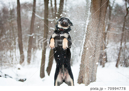 Cadebo dog frolic in winter in the snow Cadebo dog frolic in winter in the snow 70994778