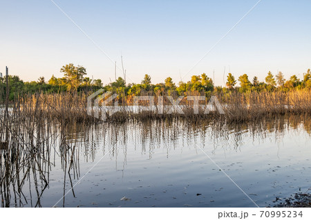 Athalassa Lake, Cyprus with cane and branch water reflections on a beautiful sunny afternoon 70995234