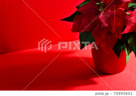 Red flower Poinsettias as a symbol of Christmas. Red flower Poinsettias as a symbol of Christmas. 70995601