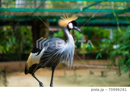 Beautiful bird, African grey crowned crane close up Beautiful bird, African grey crowned crane close up 70996281