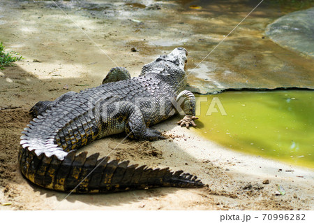 Dangerous crocodile on the lake close up Dangerous crocodile on the lake close up 70996282