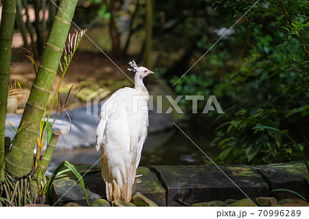 Rare white female albino peacock close up 70996289
