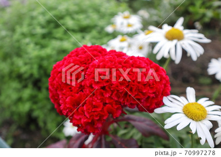 真っ赤なケイトウ 70997278