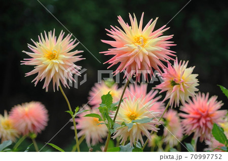 10月　町田248ダリア･キク科･町田ダリア園 70997752