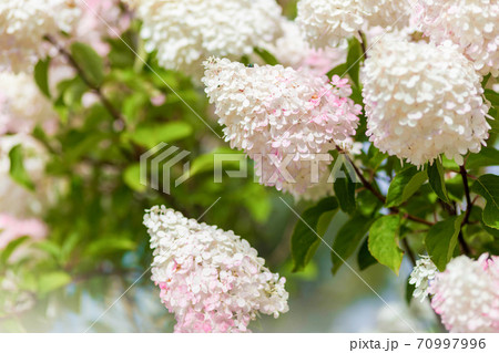 Multi Colored White and Pink Hydrangea Bush With Blooms soft focus 70997996