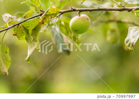 Apple tree. Agriculture, leaf with soft focus and blurred background 70997997