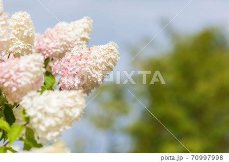 Multi Colored White and Pink Hydrangea Bush With Blooms soft focus Multi Colored White and Pink Hydrangea Bush With Blooms soft focus 70997998