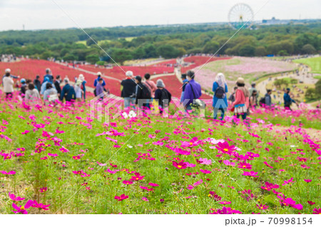 【みはらしの丘を望むコキアとコスモス】 70998154
