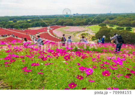 【みはらしの丘を望むコキアとコスモス】 70998155
