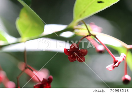 ムラサキマユミの花 ムラサキマユミの花 70998518