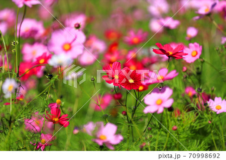 滋賀県東近江市のコスモスの花、秋、色彩、お花 【10月】 滋賀県東近江市のコスモスの花、秋、色彩、お花 【10月】 70998692